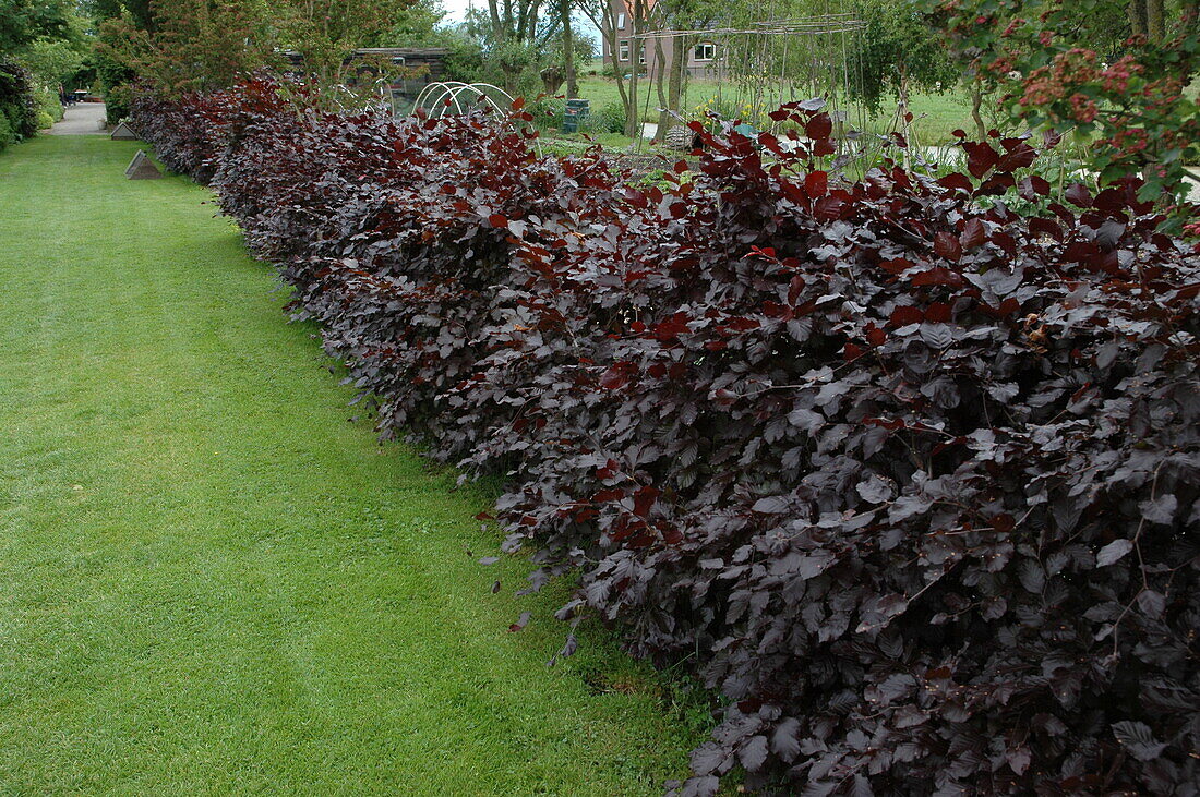 Fagus 'Purpurea' sylvatica