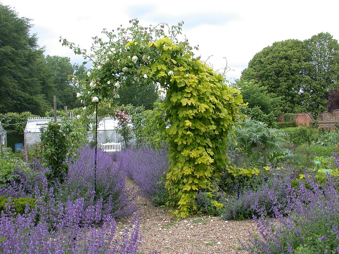 Garden view with rose arch