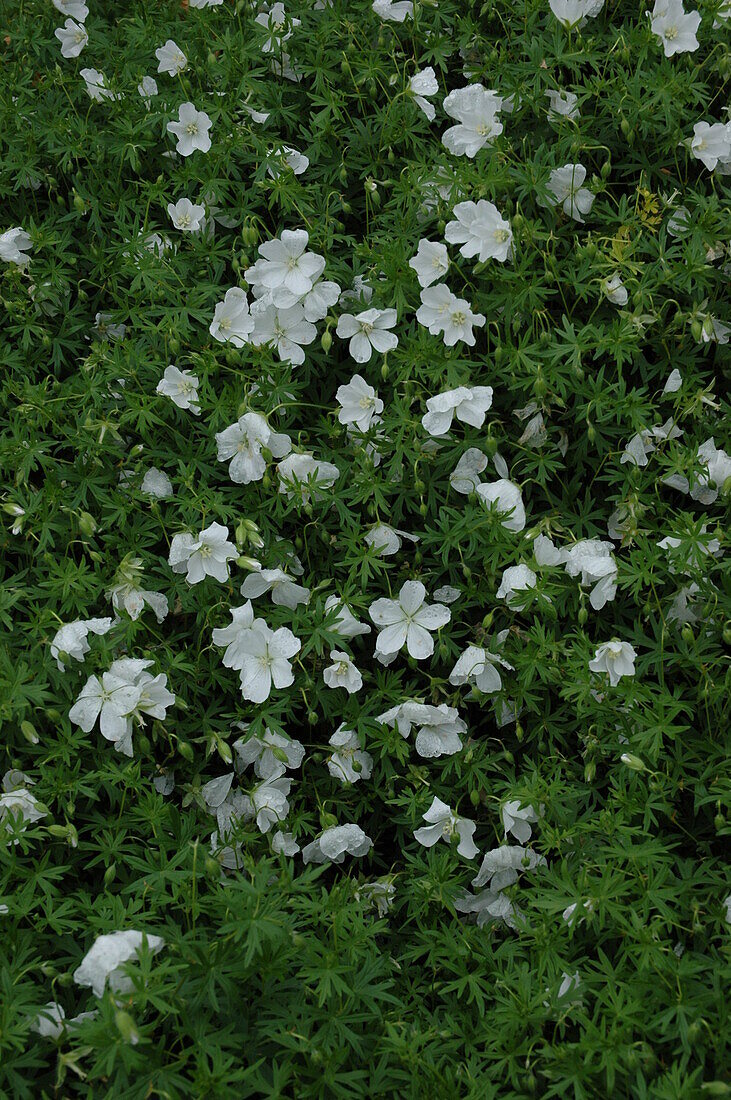 Geranium sanguineum 'Album'