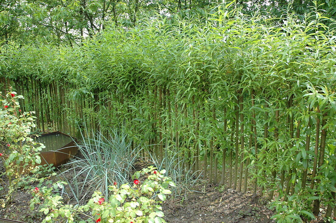 green willow fence