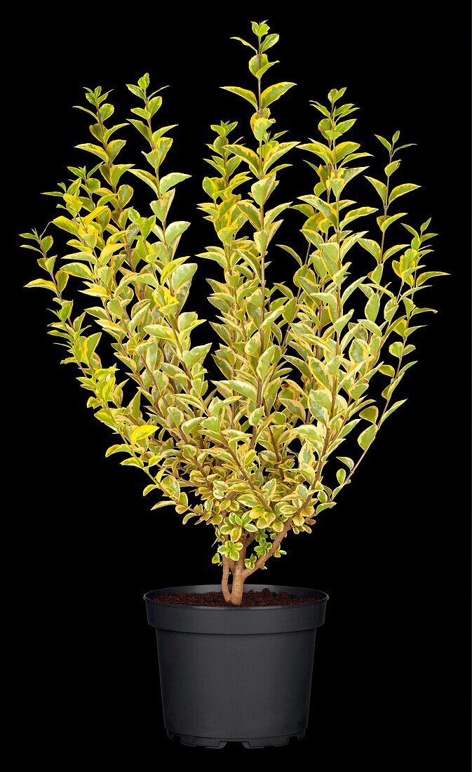 Ligustrum ovalifolium 'Aureum'