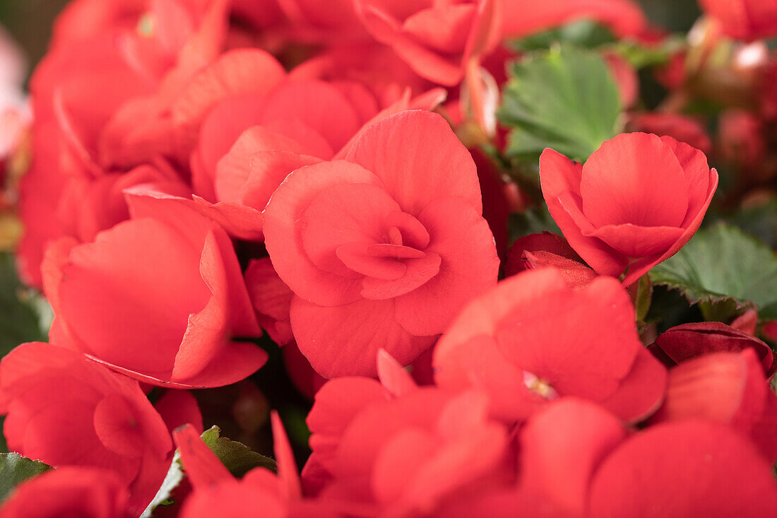 Begonia elatior, red