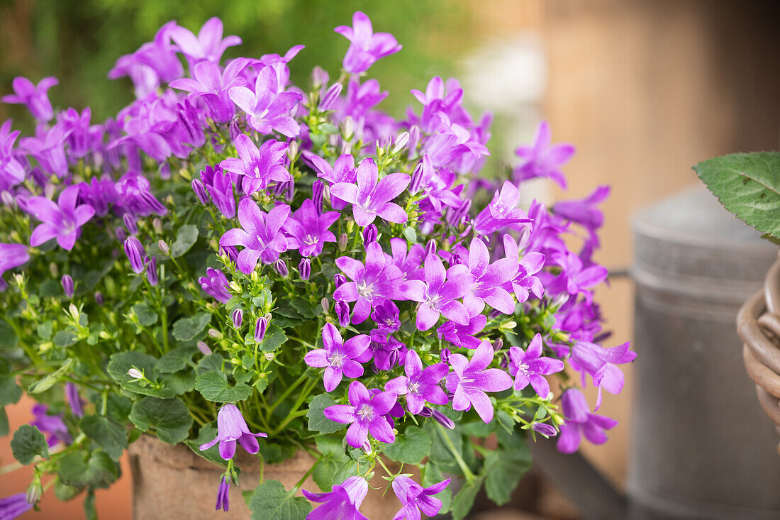 Campanula portenschlagiana 'Royal'