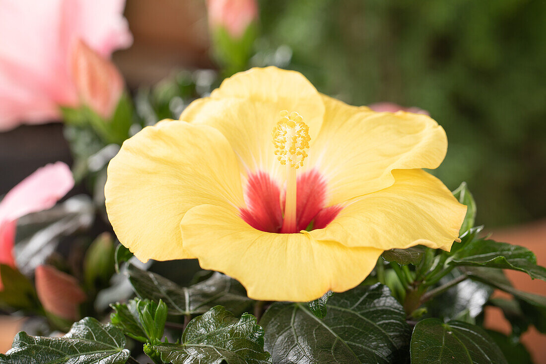 Hibiscus rosa-sinensis, gelb