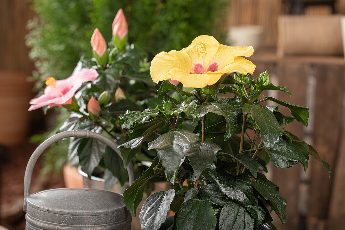 Hibiscus rosa-sinensis