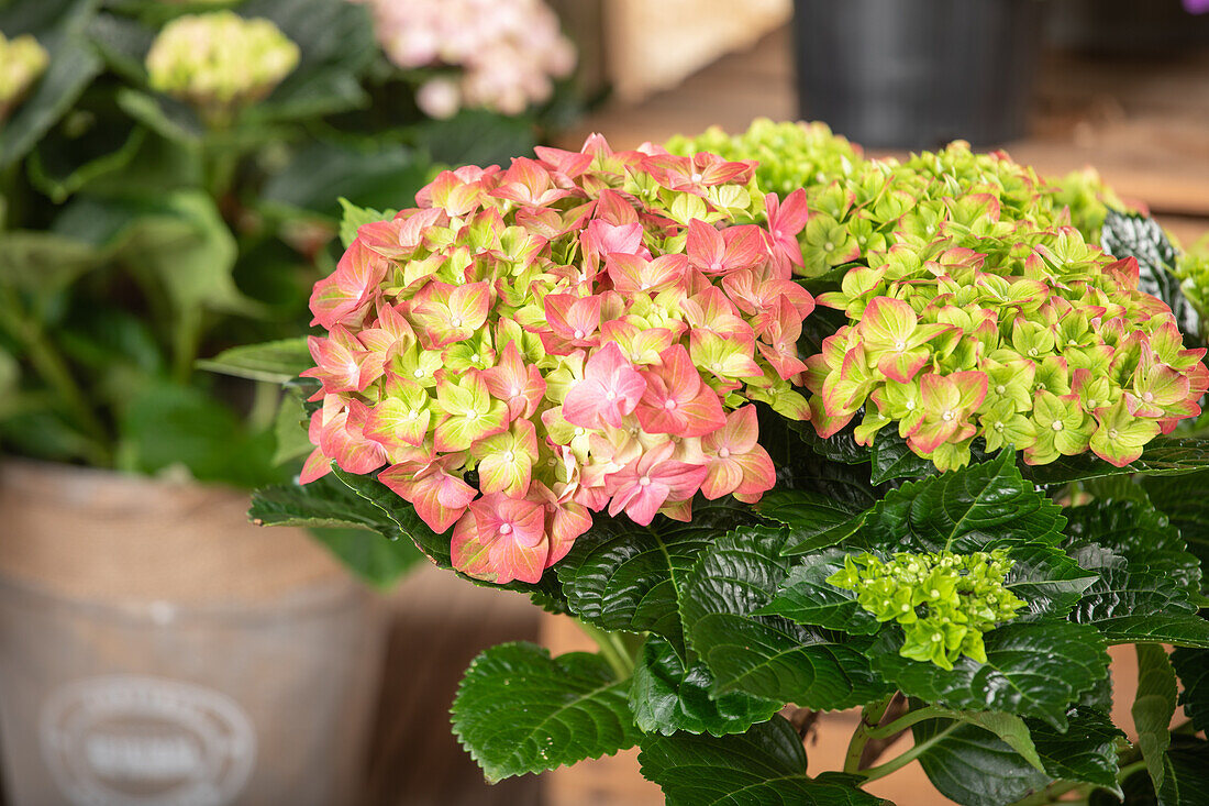 Hydrangea macrophylla 'Rembrandt'®