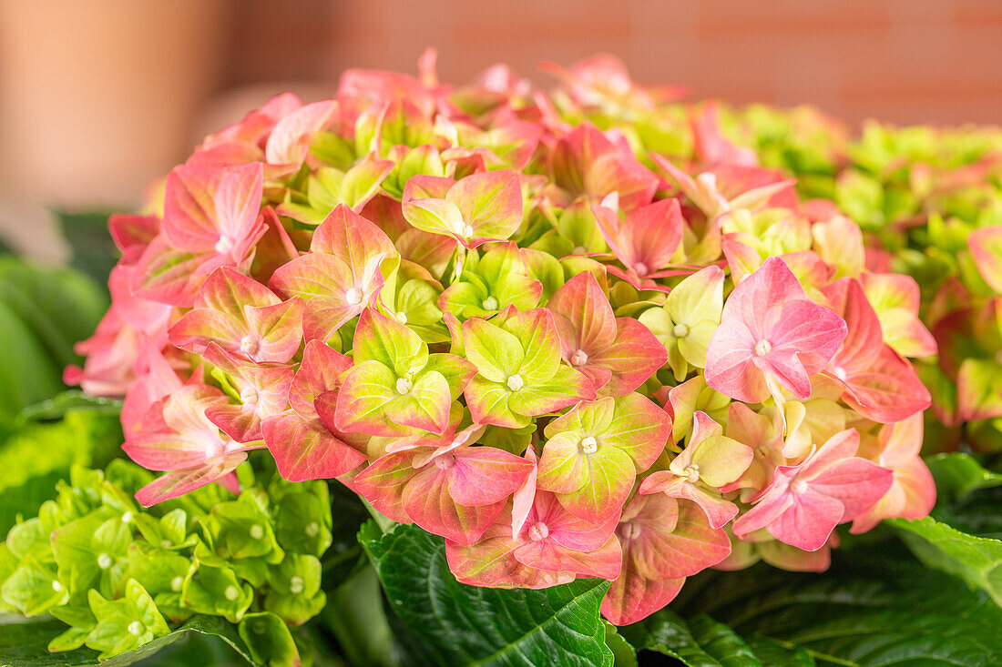 Hydrangea macrophylla 'Rembrandt'®