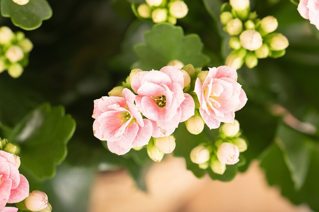 Kalanchoe blossfeldiana, pink