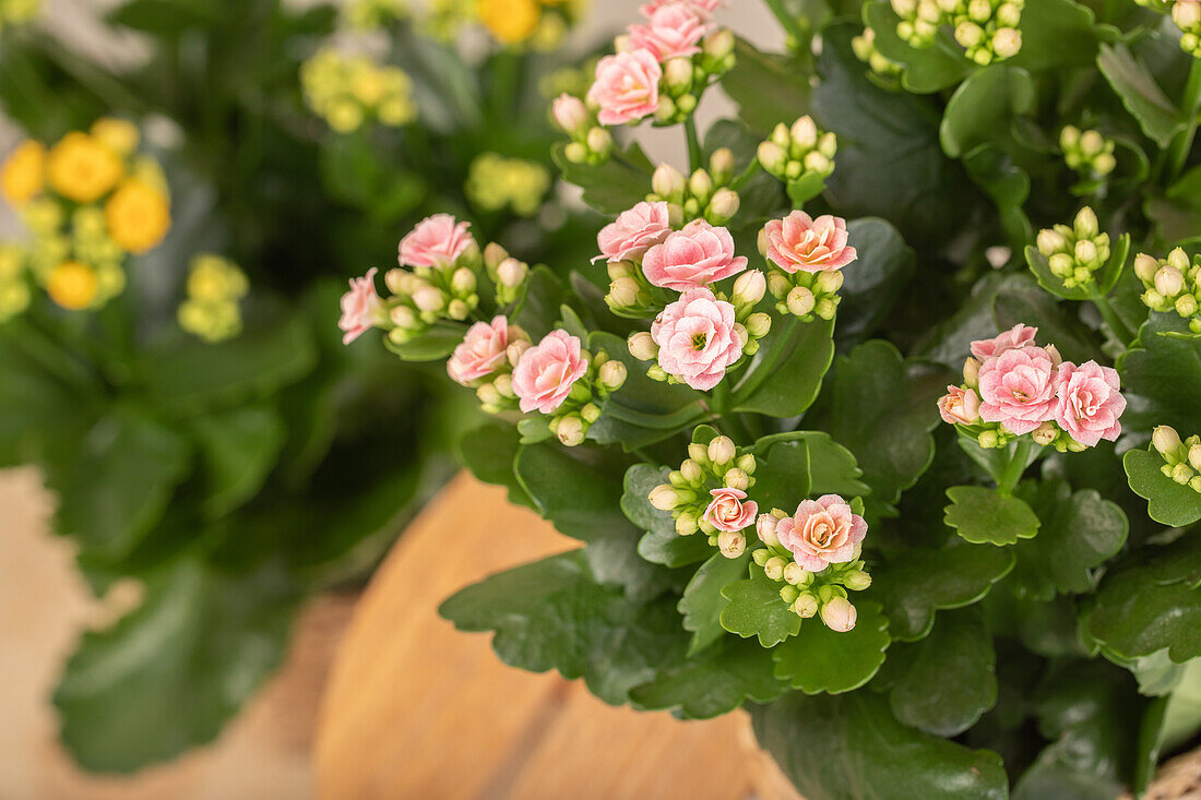 Kalanchoe blossfeldiana, rosa