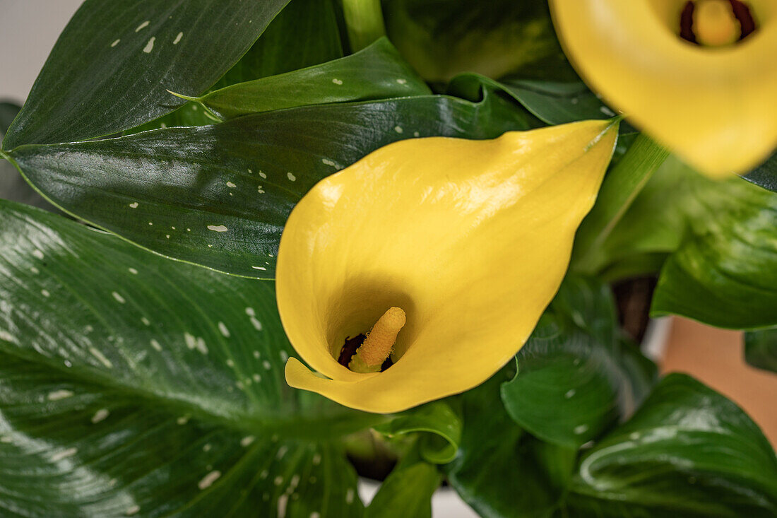 Zantedeschia aethiopica, yellow