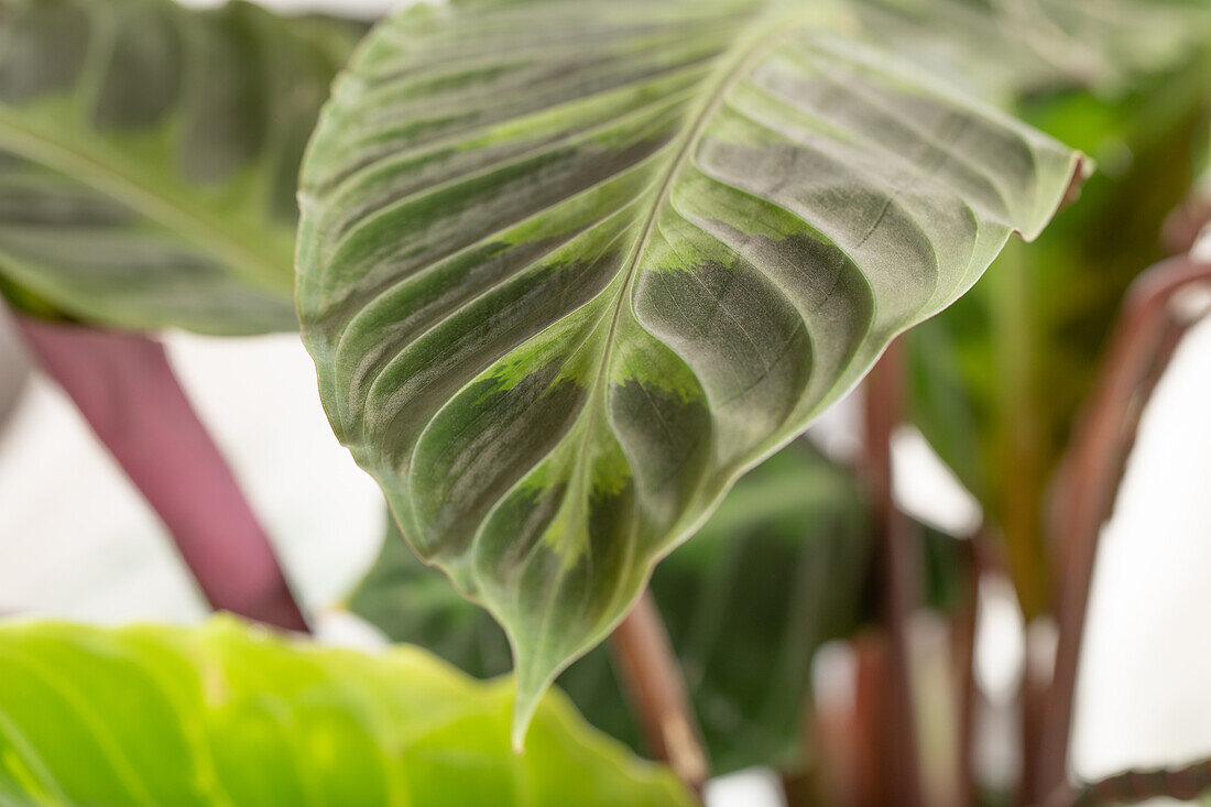 Calathea