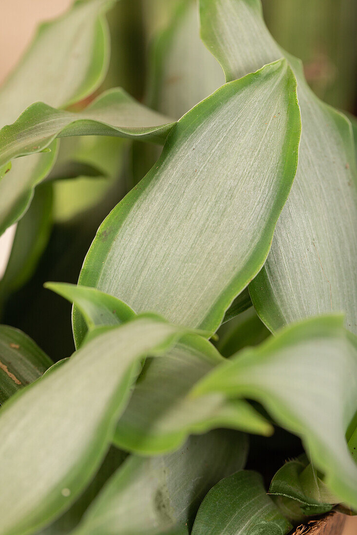 Murdannia loriformis 'Bright Star'