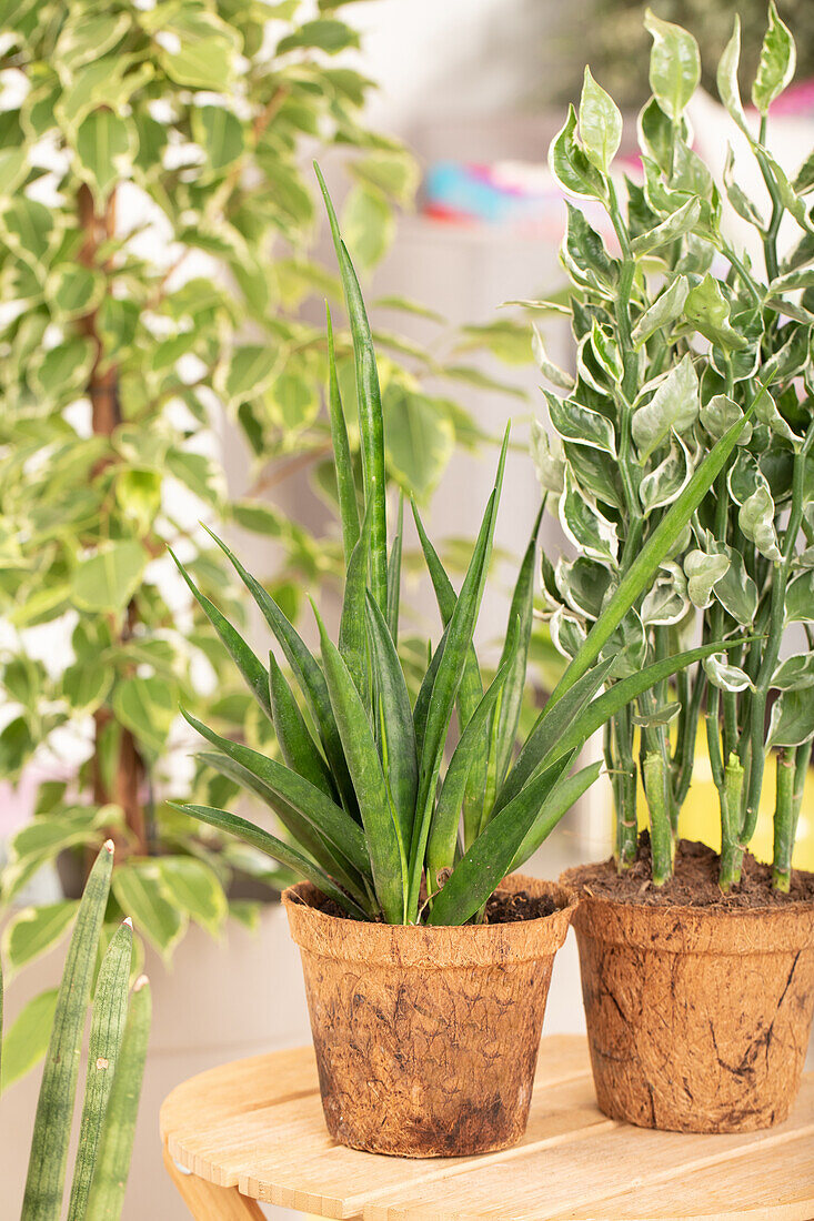 Sansevieria kirkii 'Friends