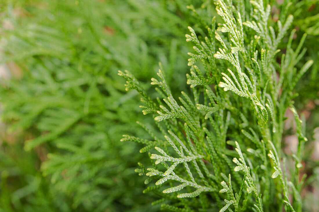 Thuja occidentalis 'Smaragd'