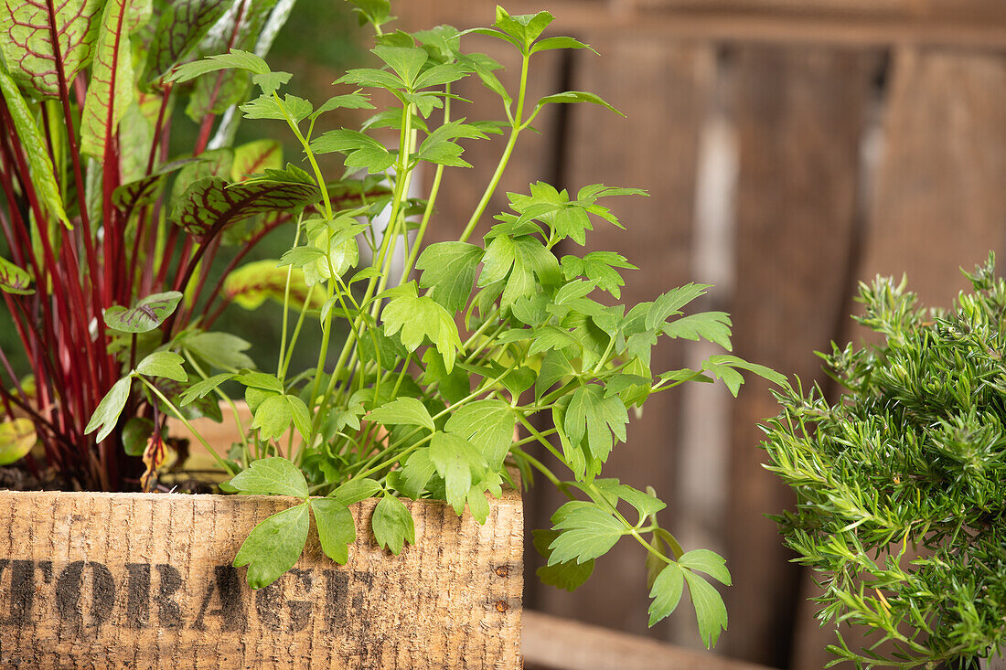 Levisticum officinale