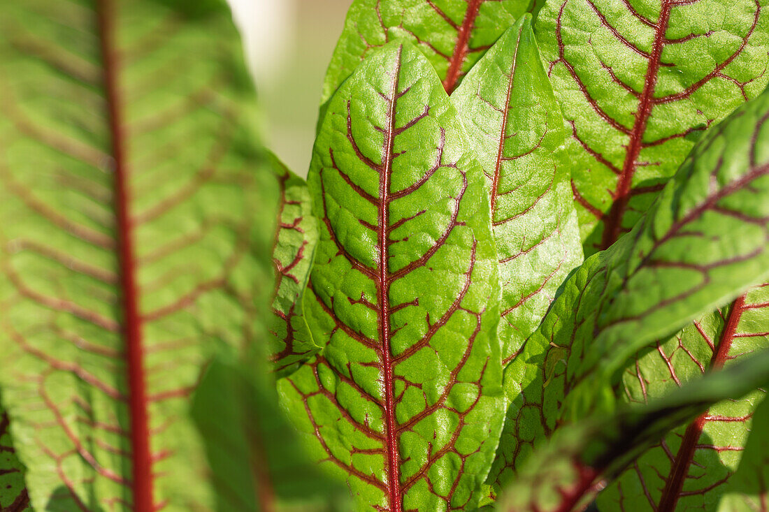 Rumex sanguineus