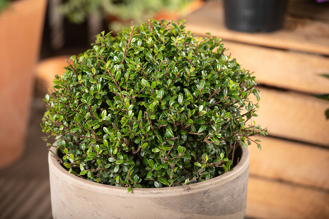 Ilex crenata 'Dark Green'®, Kugel