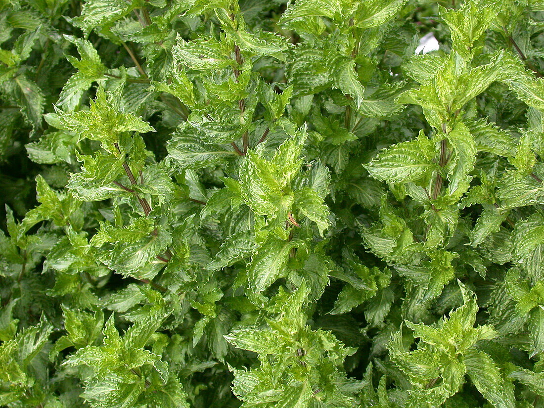 Mentha spicata 'Crispa'