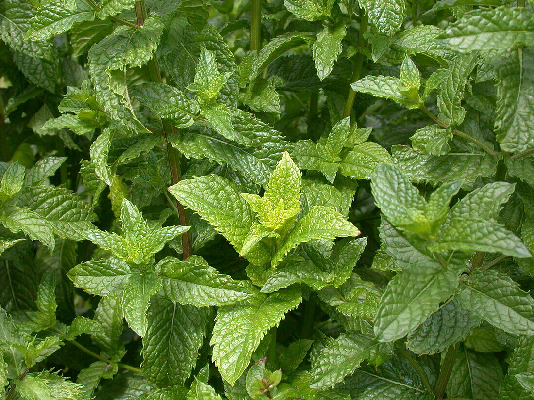 Mentha x piperita