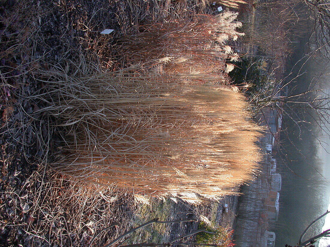 Miscanthus sinensis 'Rotsilber'