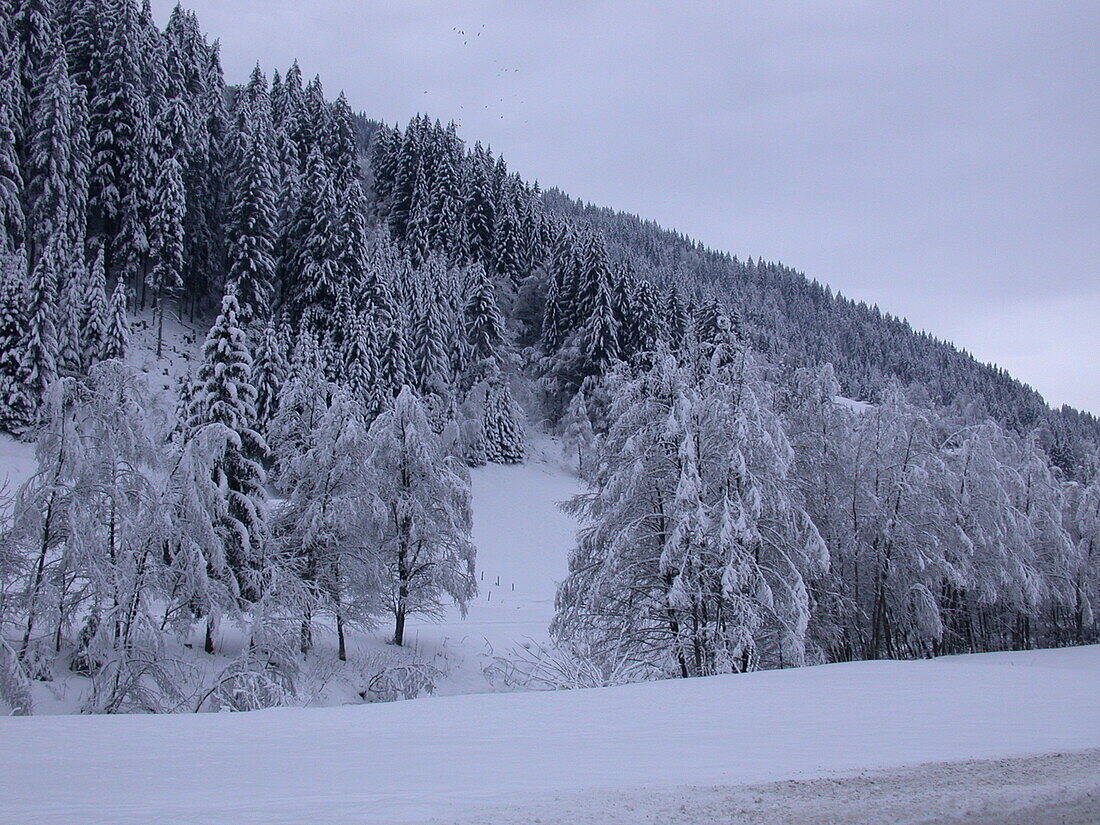 Coniferous forest in winter