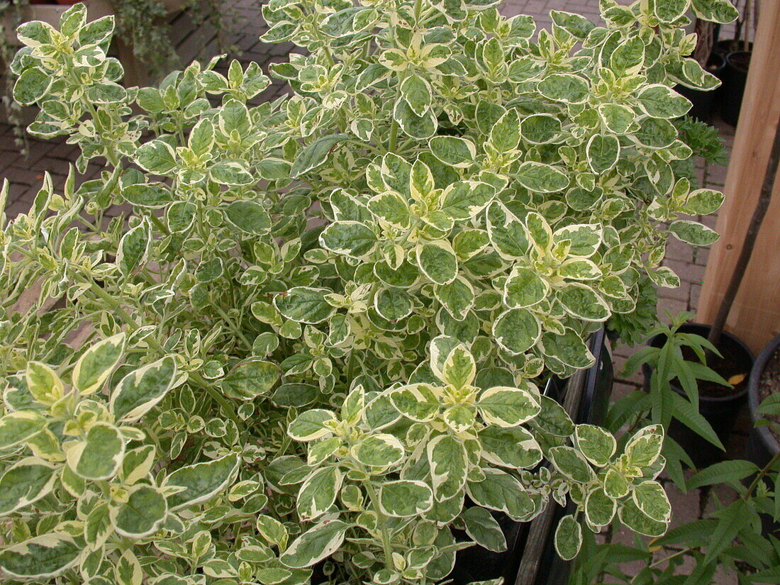 Ocimum basilicum 'Pesto Perpetuo'