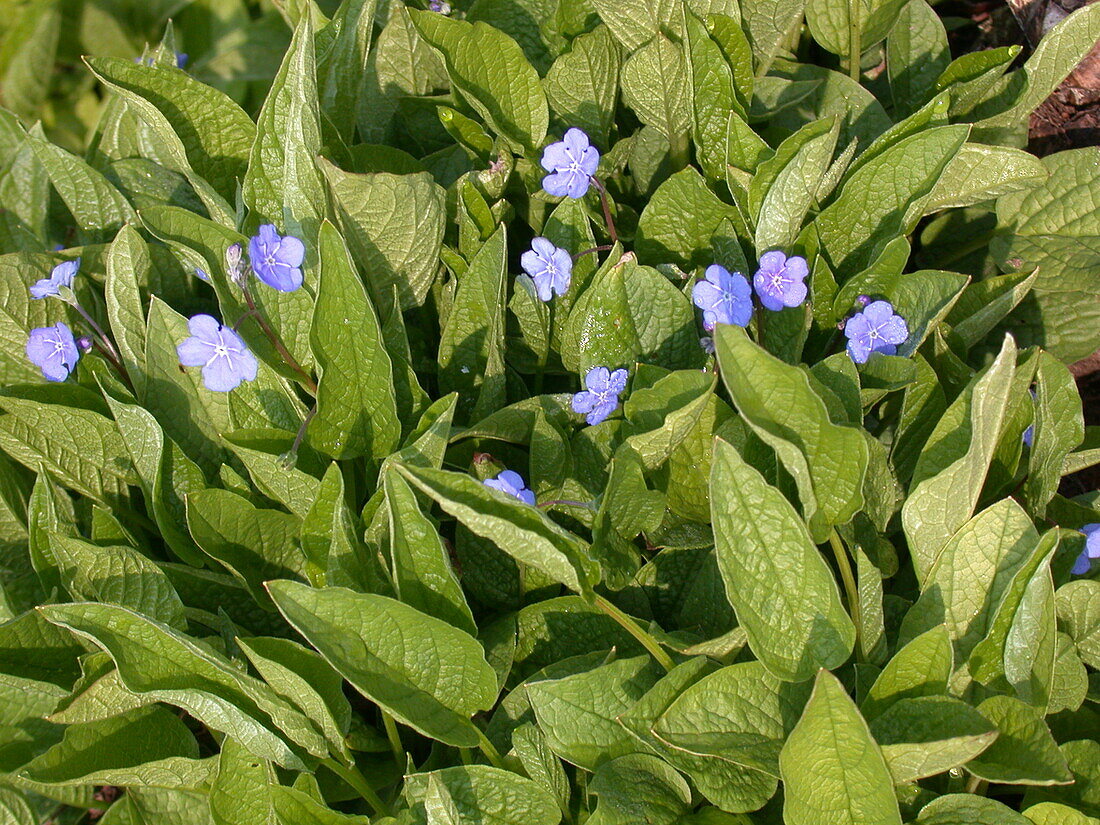 Omphalodes verna 'Grandiflora'