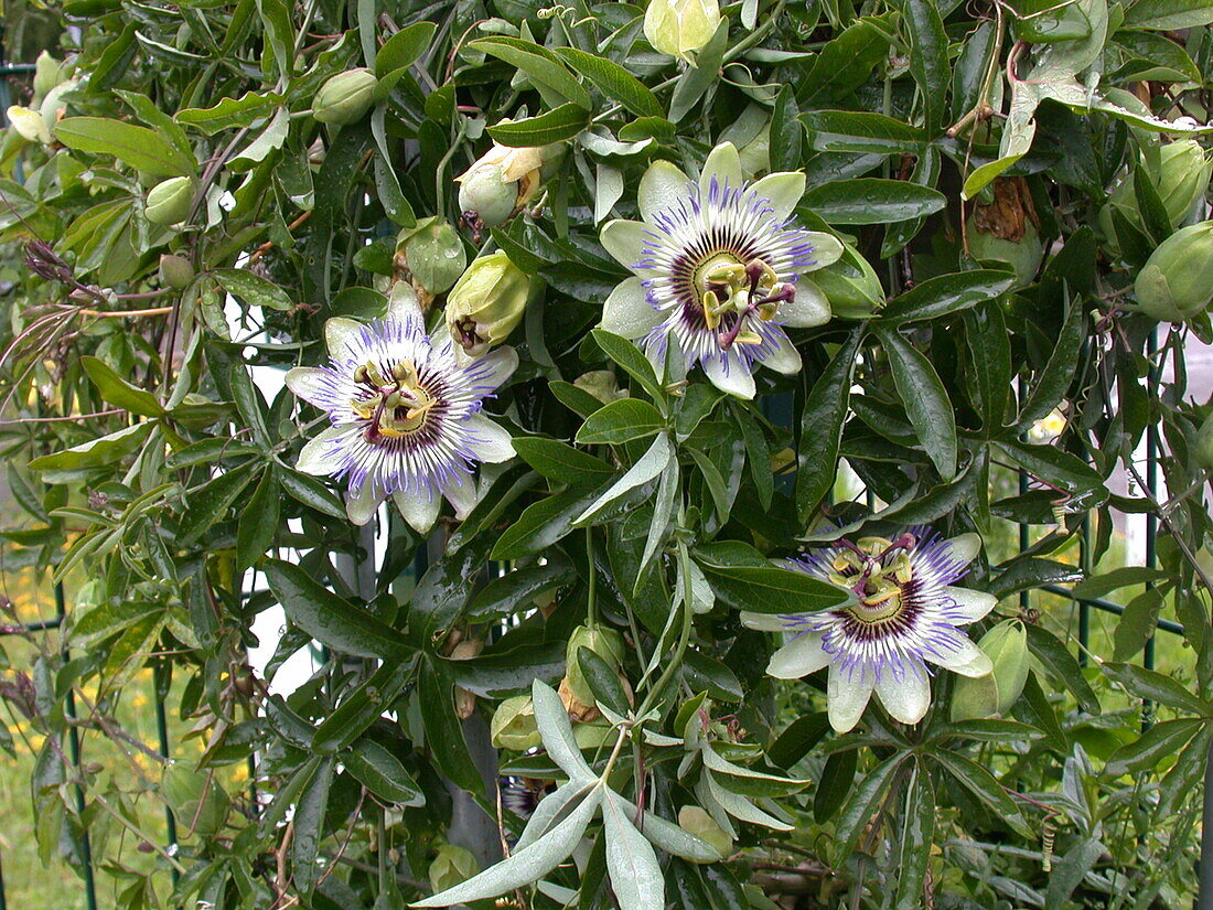 Passiflora caerulea