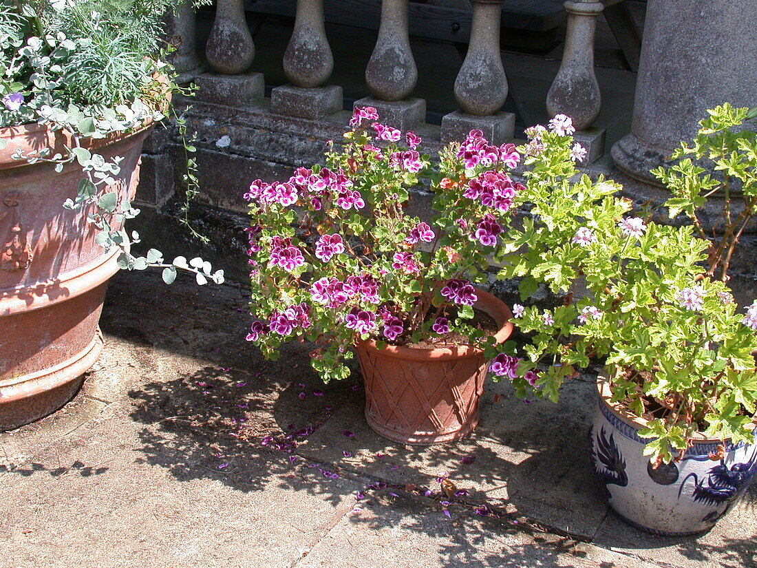 Pelargonium crispum