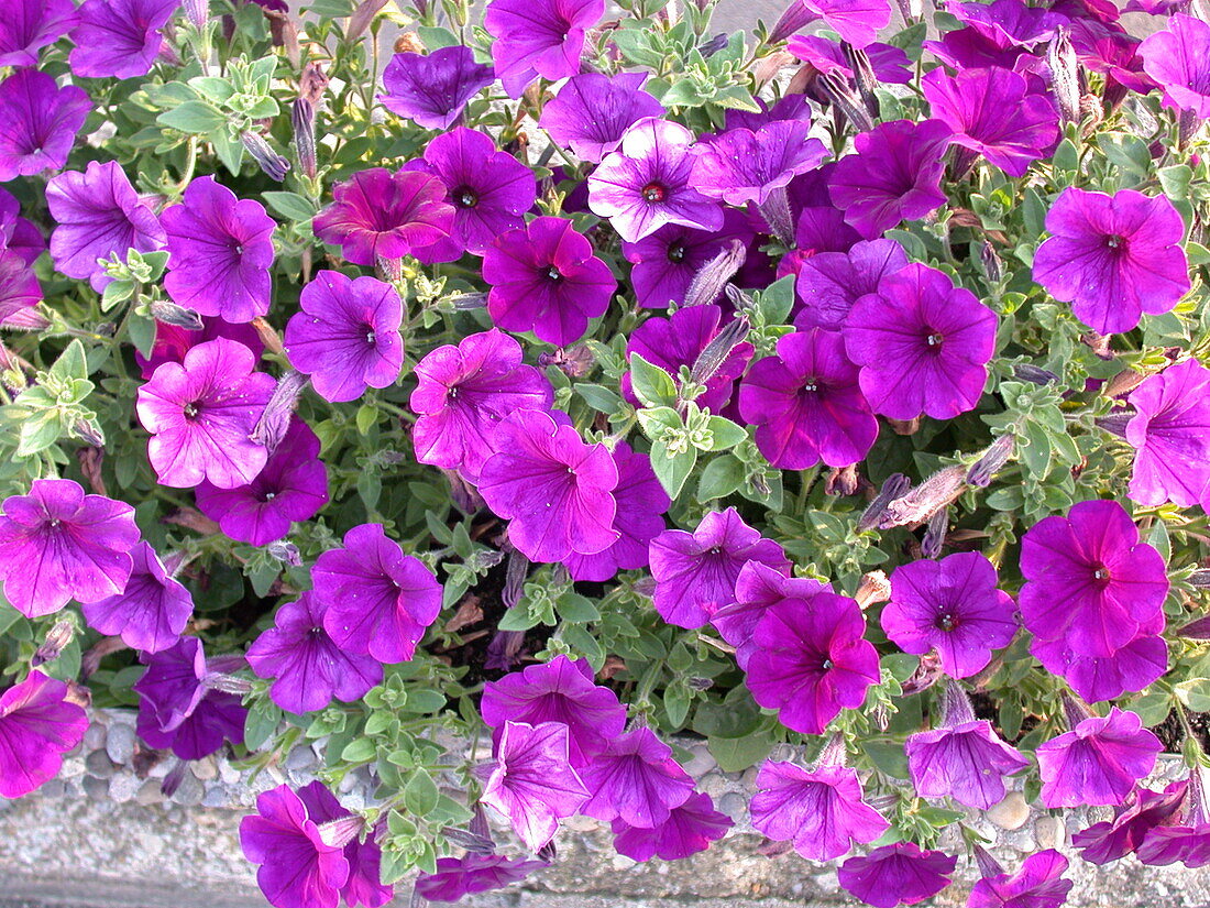 Petunia x atkinsiana