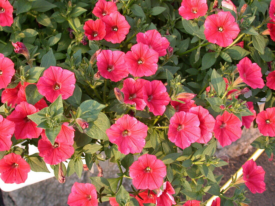 Petunia 'Whispers Dark Salmon'