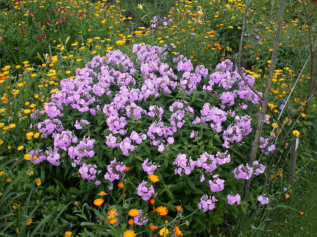 Phlox paniculata, pink