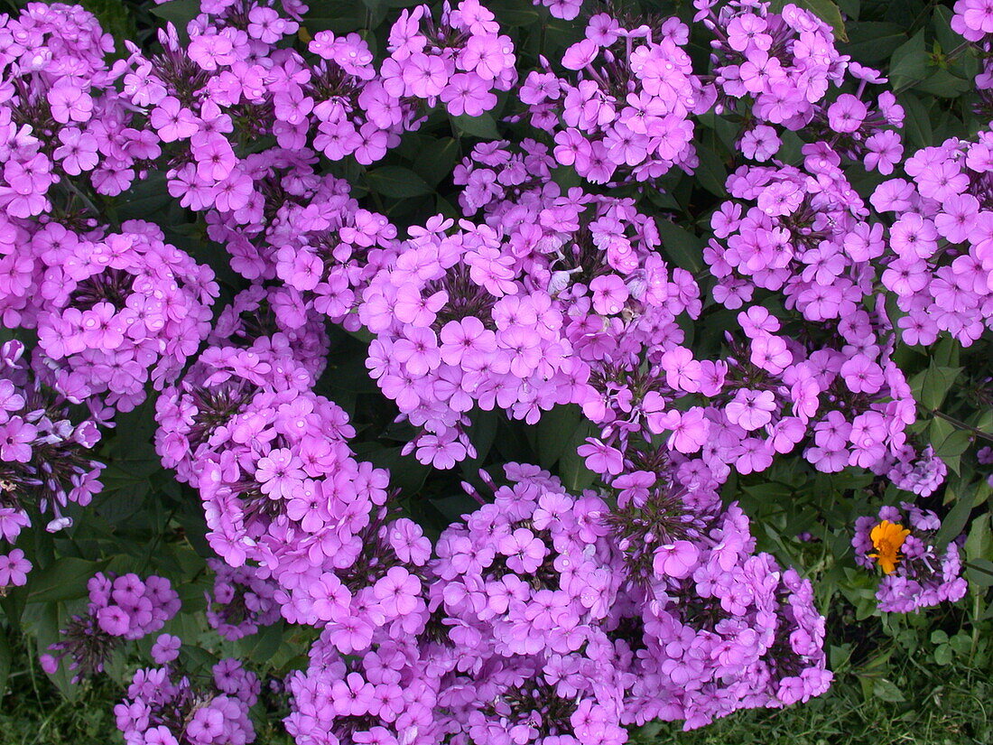 Phlox paniculata, pink