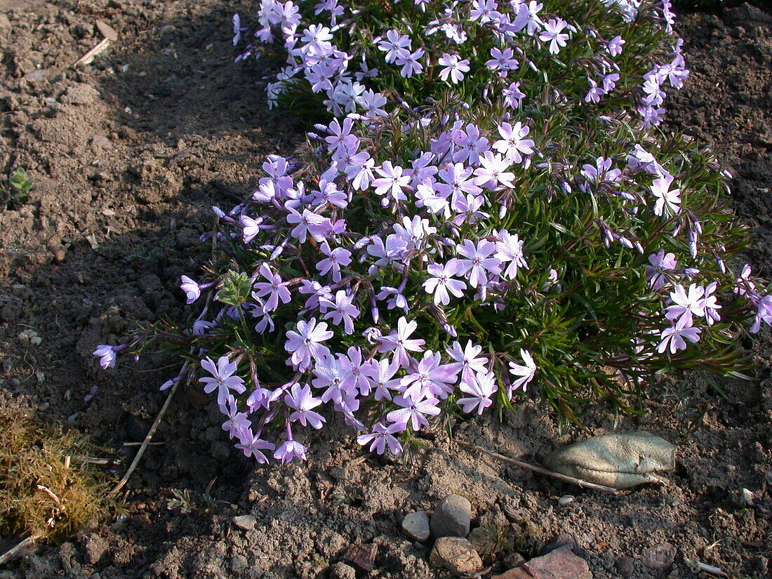 Phlox subulata 'Emerald Cushion Blue'