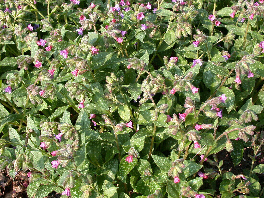 Pulmonaria saccharata 'Mrs Moon'