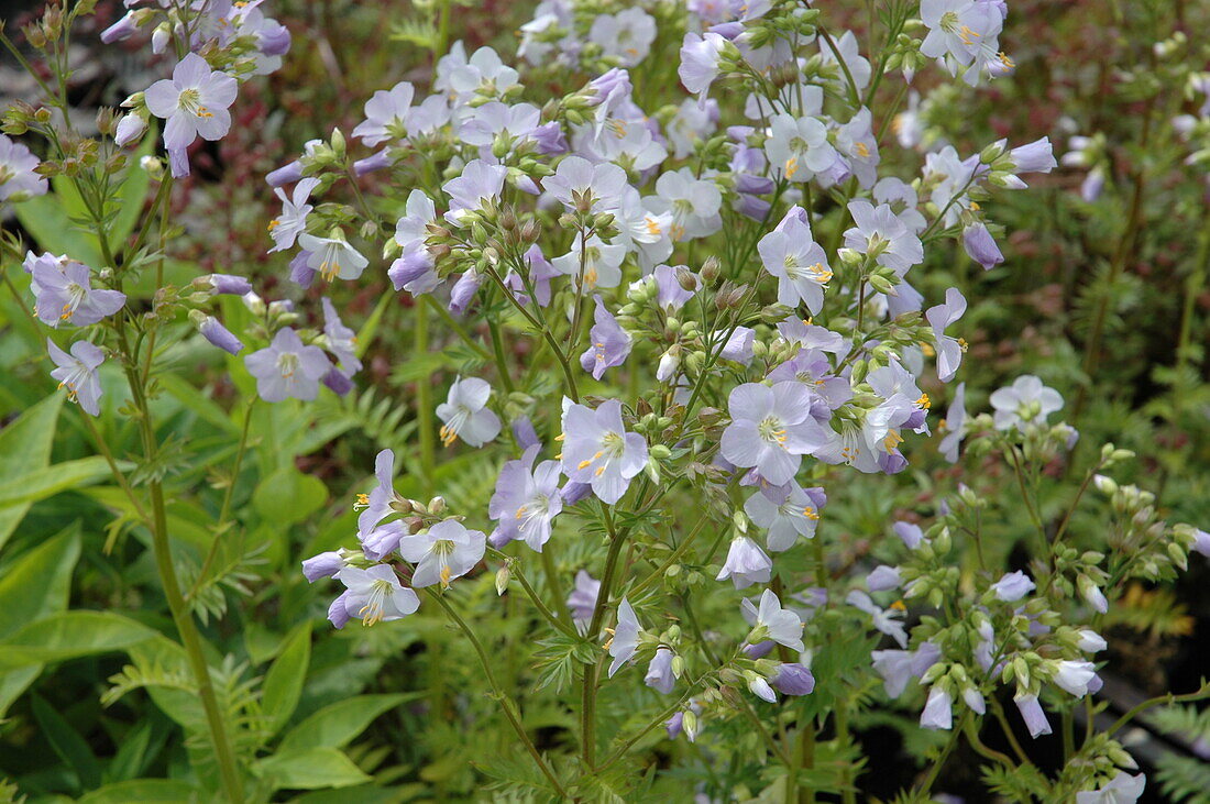 Polemonium caeruleum light blue