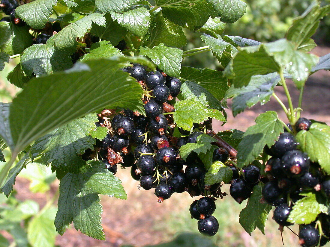 Ribes nigrum 'Ben Alder'(s)