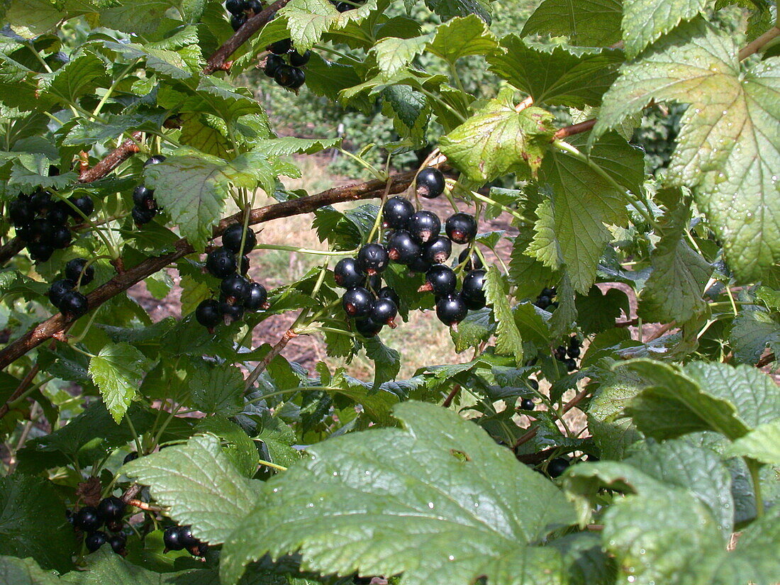 Ribes nigrum 'Dr. Bauers Ometa'(s)