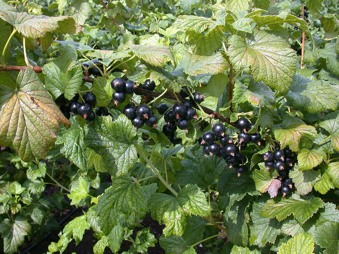 Ribes nigrum 'Dr. Bauers Ometa'(s)