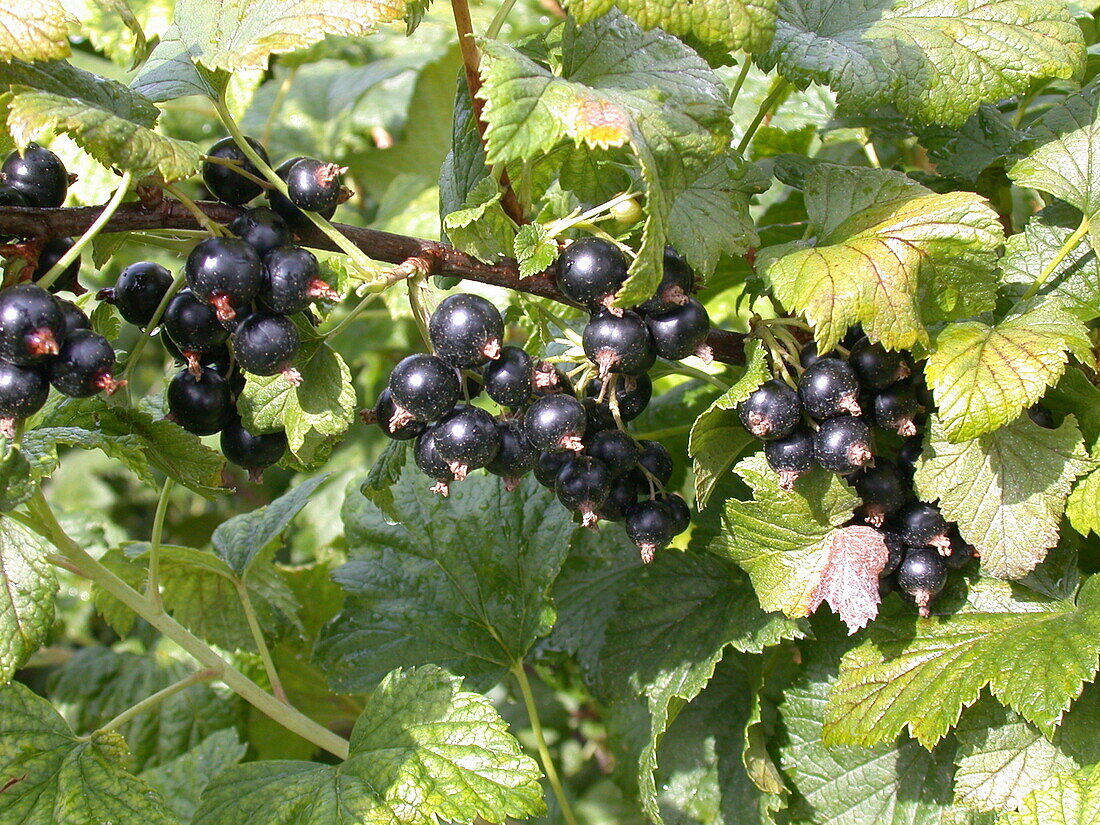 Ribes nigrum 'Dr. Bauers Ometa'(s)