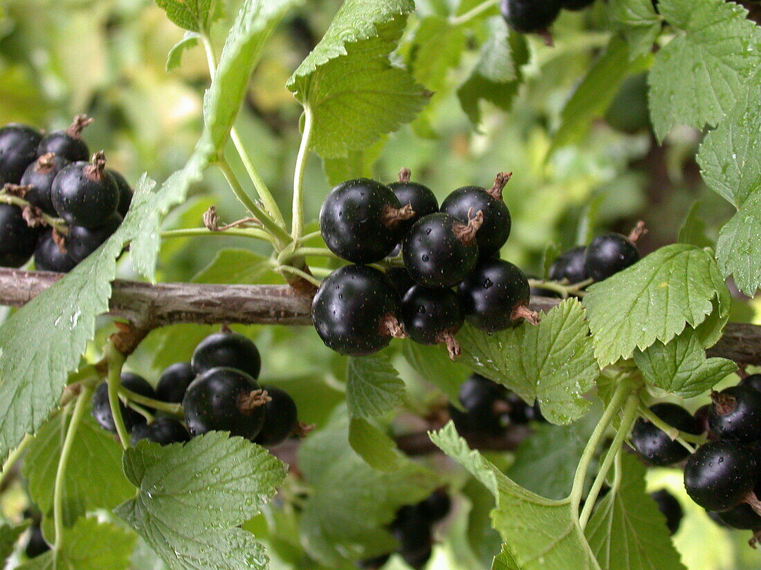 Ribes nigrum 'Thena'