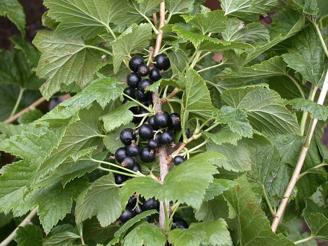 Ribes nigrum 'Tenah'