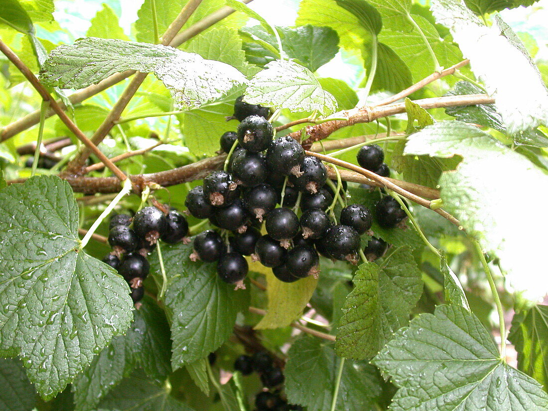 Ribes nigrum 'Titania'(s)