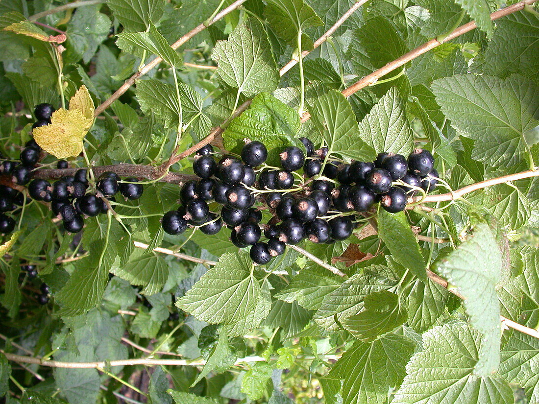 Ribes nigrum 'Titania'