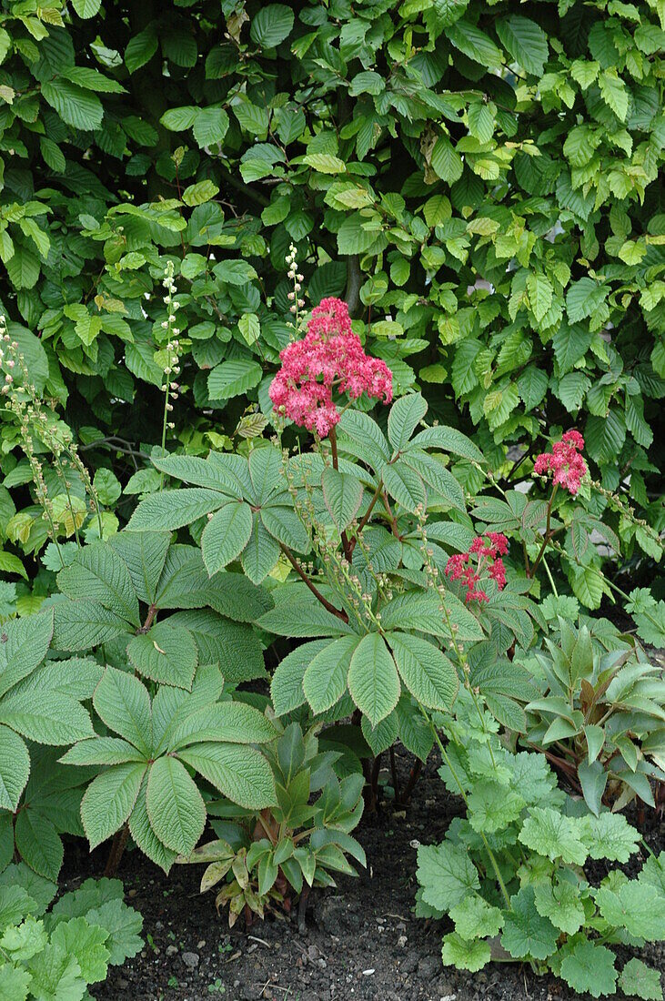 Rodgersia pinnata