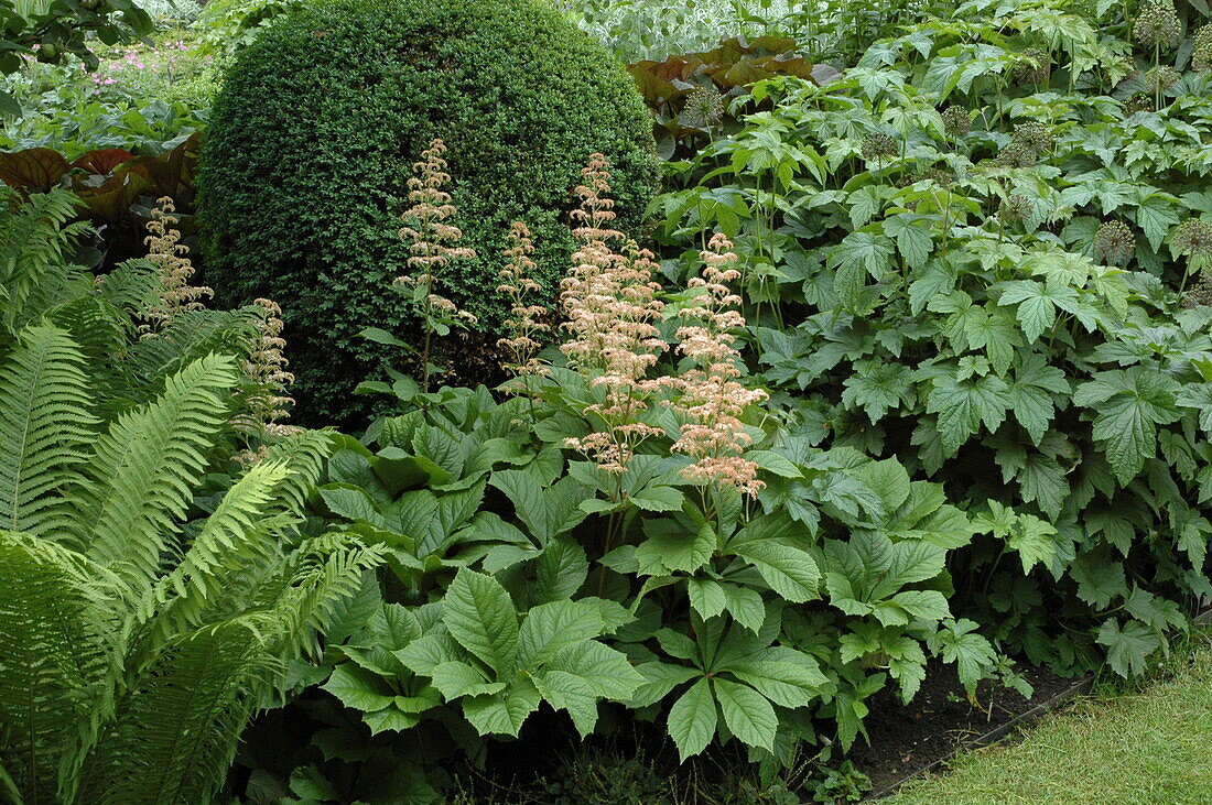 Rodgersia aesculifolia