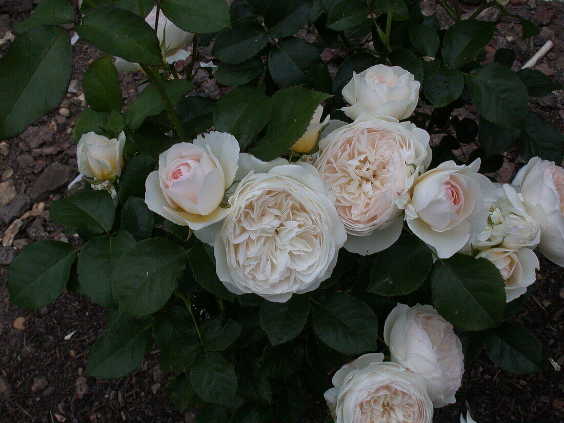 English rose, white