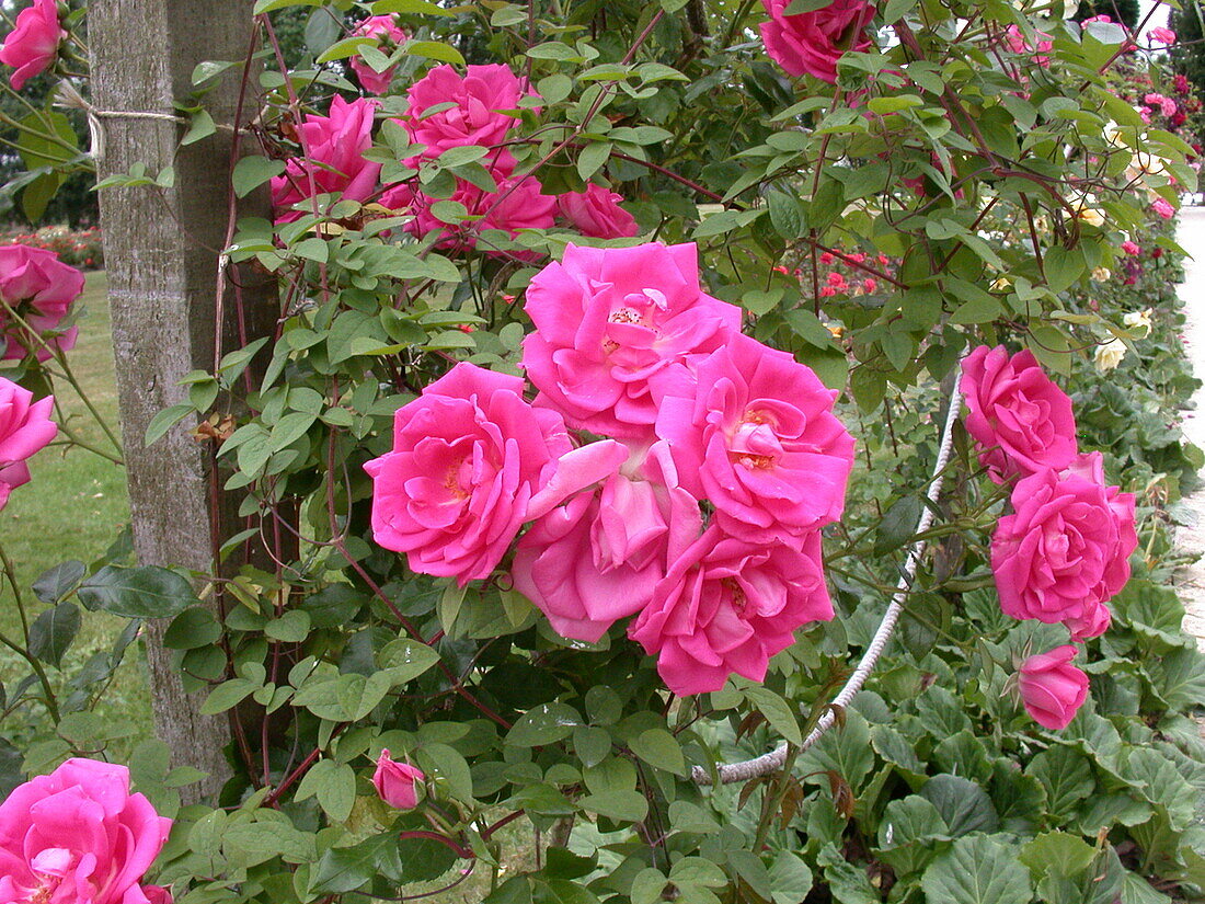 Climbing rose, pink