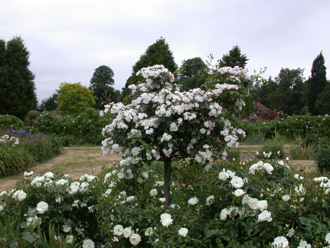 Rosa 'Pearly King', Stamm