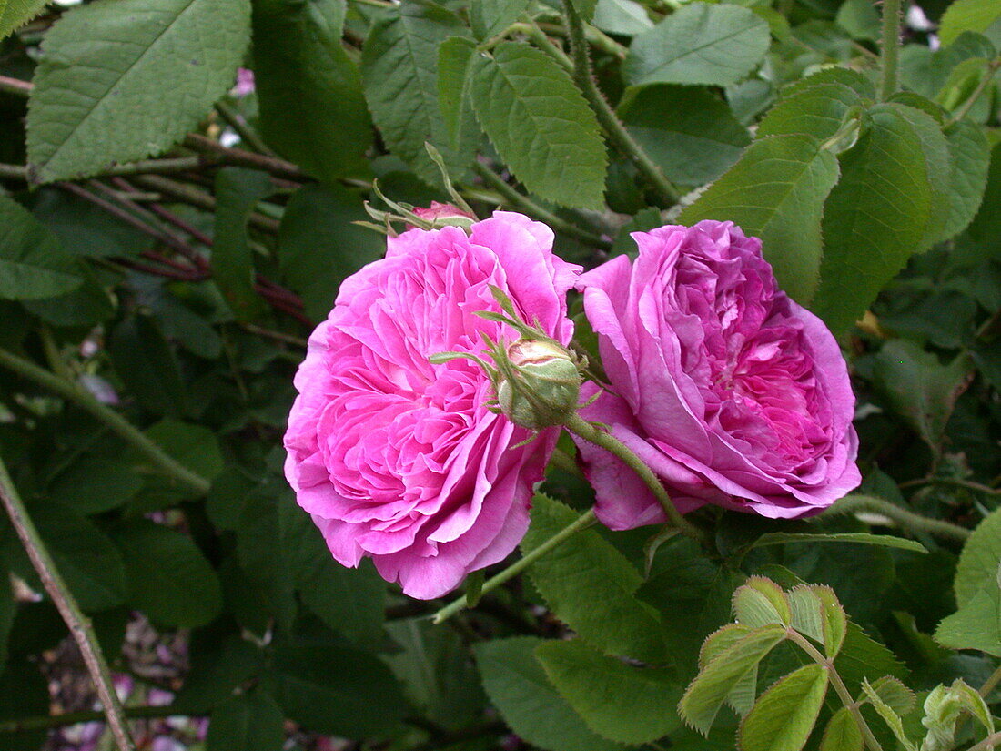 Englische Rosen, rosa